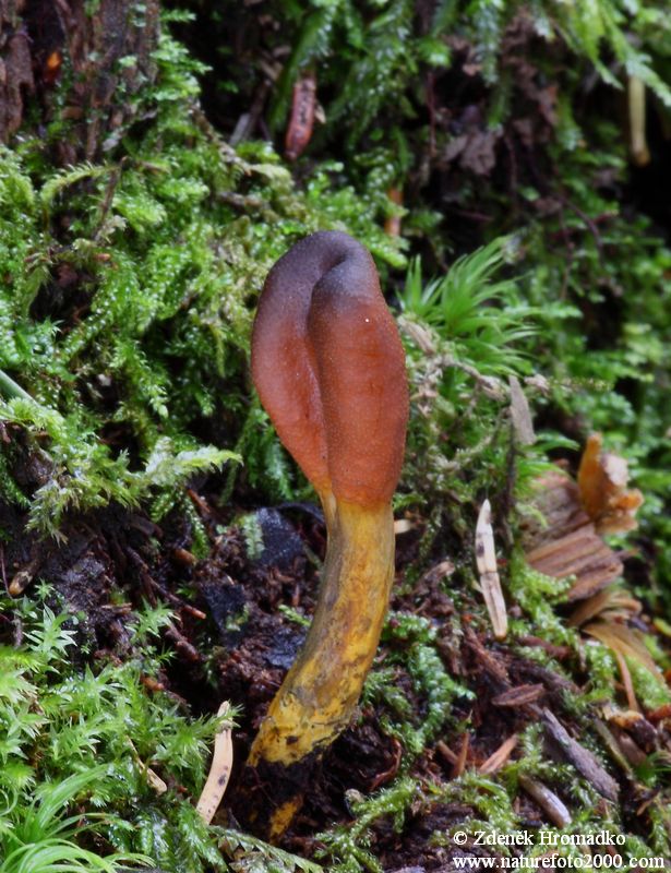 housenice cizopasná, Elaphocordyceps ophioglossoides (Houby, Fungi)